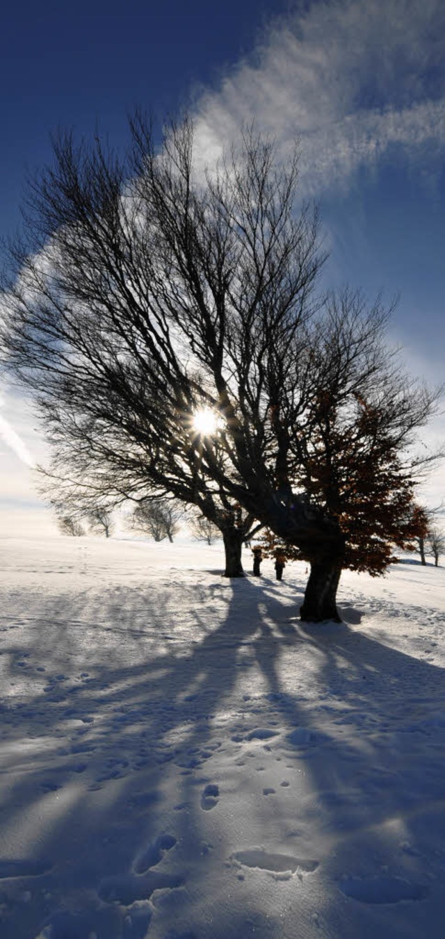 Eiskalte  Schnheit: Licht und schattenspiele im Schnee  auf dem Schauinsland  | Foto: Andrea Schiffner