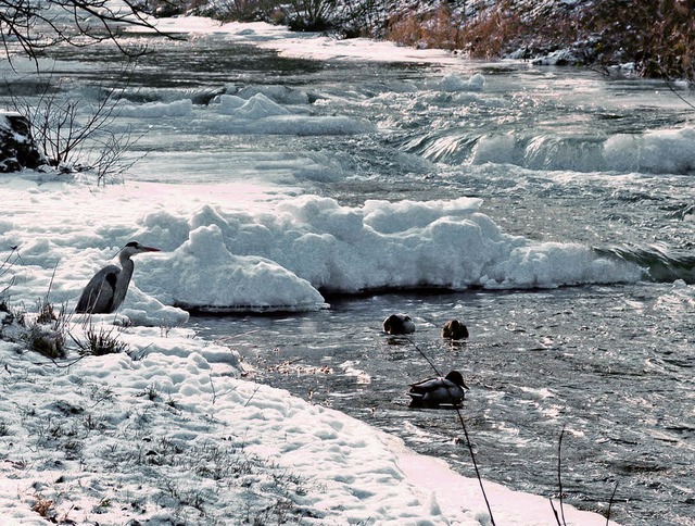 Gefiedertes Treffen am frostigen Neuma...st &#8211; es birgt auch seine Tcken.  | Foto: Peter Stahl