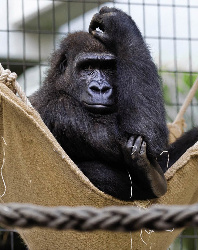 Enea heit das neue Gorilla-Weibchen.   | Foto: Zoo Basel
