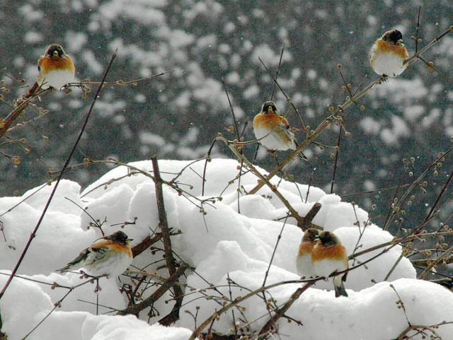 Derzeit halten sich in der Nhe von Fu...leine Ansammlungen von Bergfinken auf.  | Foto: Karin Stckl-Steinebrunner