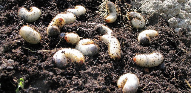 Maikferalarm aus 2012: Zu viele Engerlinge im Boden   | Foto: gustav rinklin