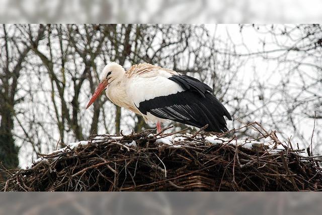 Groes Geklapper zur Begrung