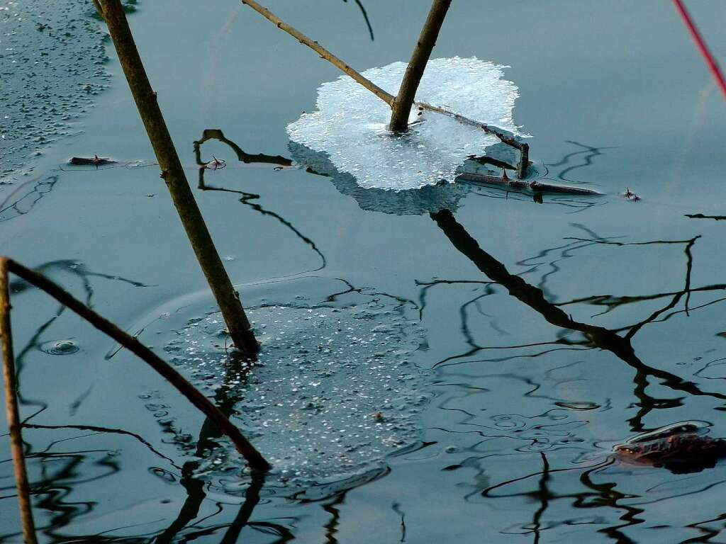 Ein „Eisblatt“ im Denzlinger Heimatsee,