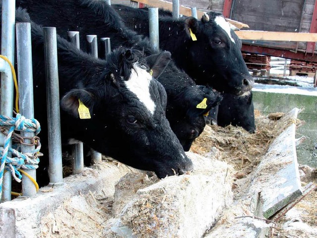 Das Maisfutter ist gefroren. Vom Ablec...ein werden die Rinder wohl kaum satt.   | Foto: Silvia Faller