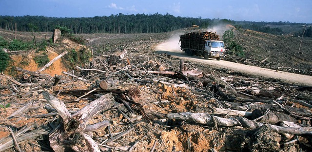 Dieses Bild der Umweltorganisation WWF..., um Rohstoffe fr Biosprit anzubauen.  | Foto: dpa