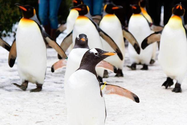Fotos: Ausgang fr die Pinguine im Zoo Basel
