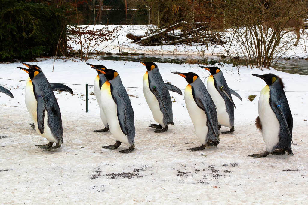 Die Pinguine sind jeden Tag unterwegs.