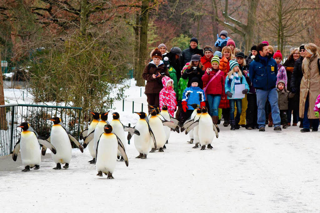 Die Pinguine sind jeden Tag unterwegs.