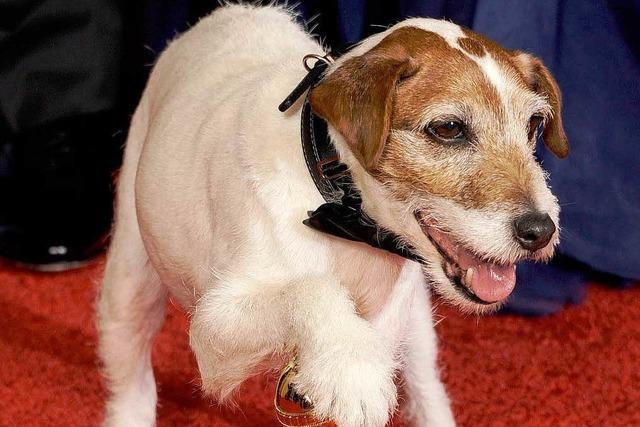 Terrier Uggie wird zum besten Filmhund gekrt