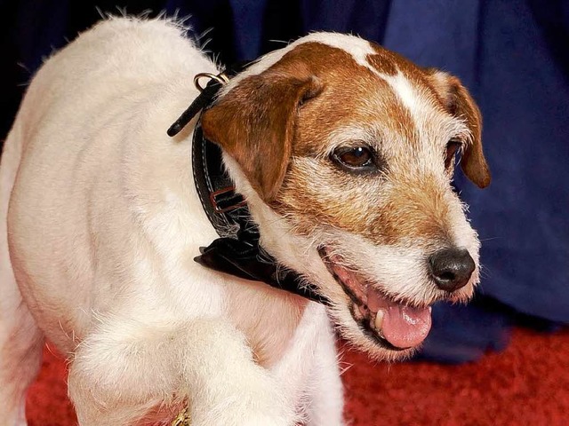 Der zehnjhrige Terrier Uggie wurde am Montag mit einem Preis ausgezeichnet.   | Foto: afp