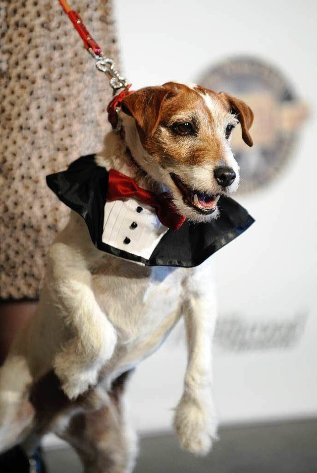 Uggie bei seiner Ankunft bei den Golden Globe Awards in Beverly Hills.   | Foto: afp