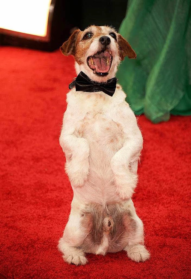 Uggie bei den Golden Globe Awards in Beverly Hills.   | Foto: afp