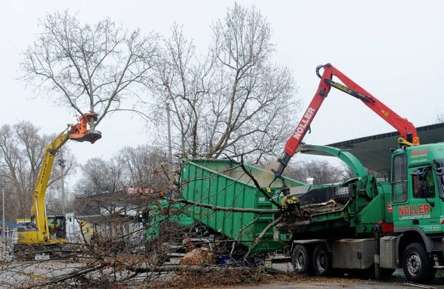 Im Bereich des Grundwassermanagement a...ersten Bume gefllt und geschreddert.  | Foto: dpa