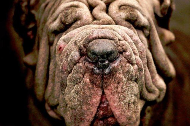 Fotos: Amerikaner whlen den schnsten Hund
