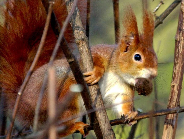 Das Eichhrnchen legt gerade einen Vorrat fr den Winter an.   | Foto: dpa