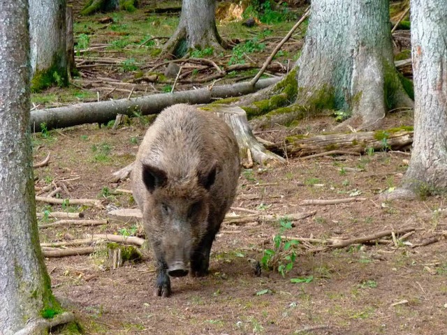 Bachen knnen unangenehm fr den Mensc... wenn sie ihre Jungen schtzen wollen.  | Foto: BZ