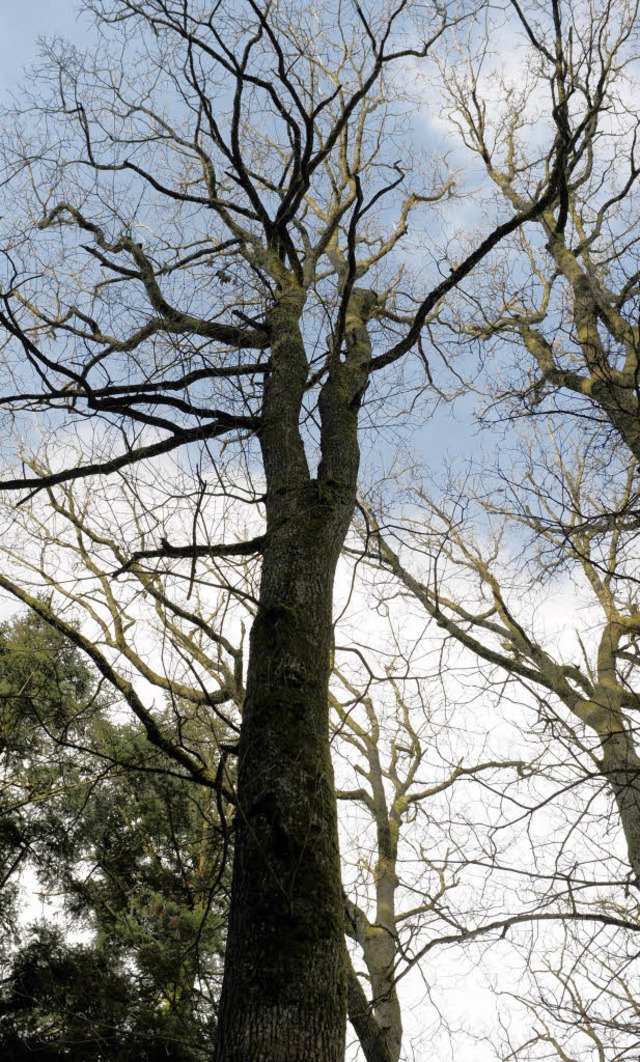 Die Frage lautet: War es ein Naturfrev...s in Oberkirch Eichen gefllt wurden?   | Foto: Ingo Schneider