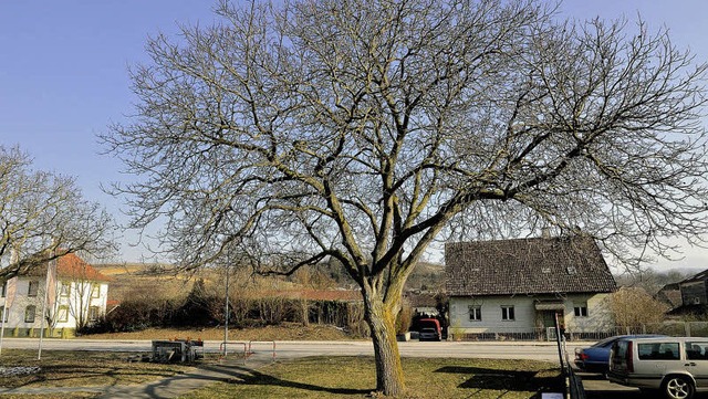 Denkmalgeschtzter Walnussbaums an der Bundesstrae 3 in Hgelheim   | Foto: Jens-Uwe Voss