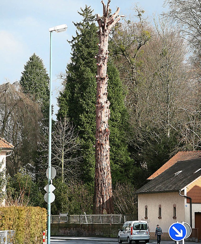 Vom Blitz gezeichnet: Der Mammutbaum m...us Sicherheitsgrnden gefllt werden.   | Foto: b. henning