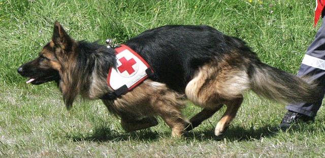 Schferhunde sind vielseitig einsetzbar.   | Foto: Tolsdorf