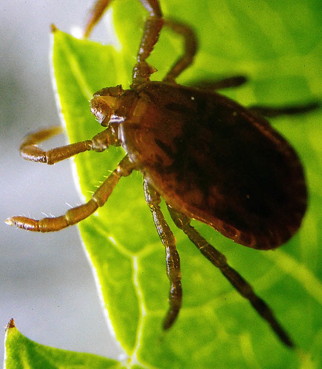 Eine Zecke krabbelt ber ein Blatt.    | Foto: dpa