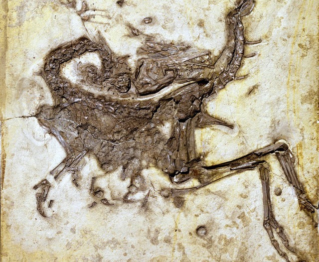 Die Forscher nutzten das Fossil eines ...rischen Solnhofen  ausgegraben wurde.   | Foto: G. Janen/. Rauhut, Bayerische Staatssammlung fr Palontologie