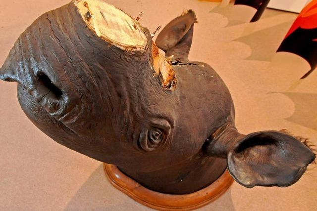 Nashorn-Mafia: Schaden für Museum ist riesengroß