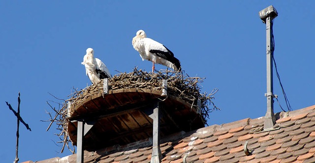 Warten auf den Frhling: Sichtlich gen...erstanden. Gefttert wurden sie nicht.  | Foto: Roland Vitt