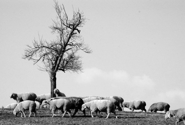   | Foto: Wilhelm Billharz