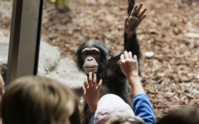 Die Affen sind  in ihr umgebautes Haus zurckgekehrt.   | Foto: Zoo Basel