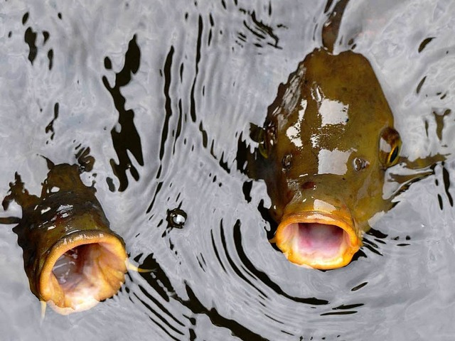Wie gefhrlich sind Nanoteilchen fr Fische?  | Foto: dapd