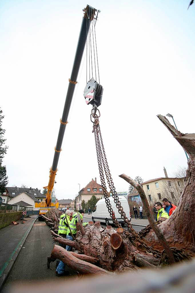 32,5 Tonnen wog der Mammutbaum bei einer Lnge von 23 Metern.