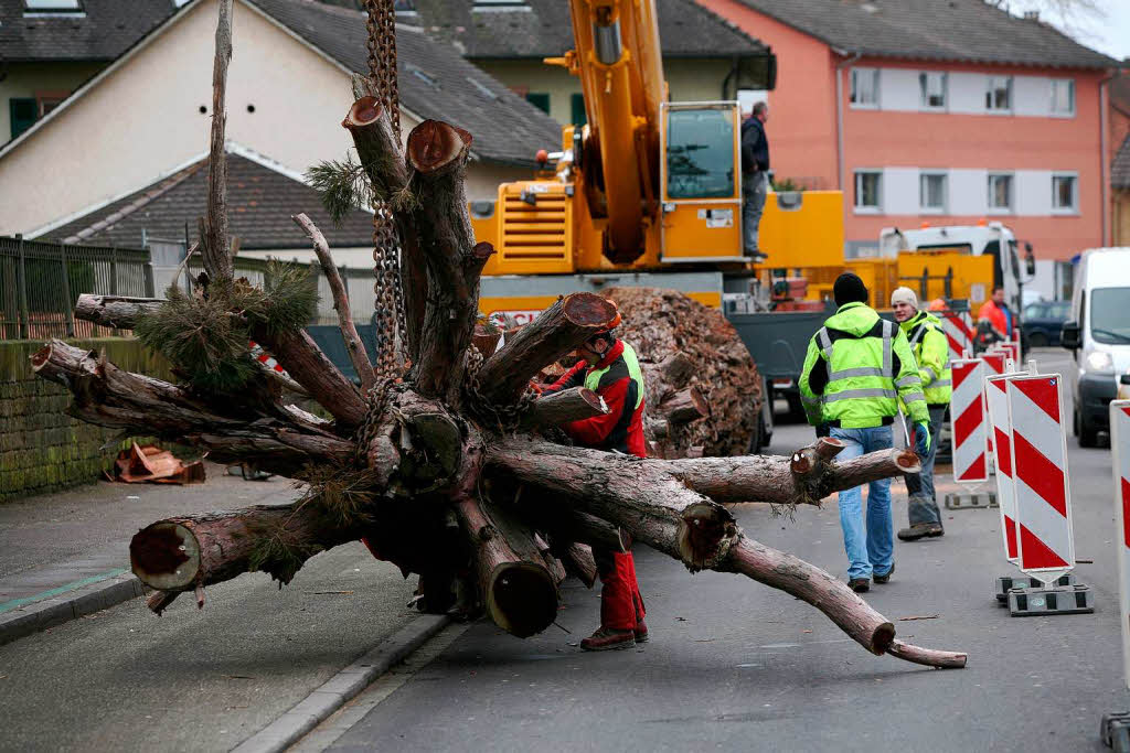 32,5 Tonnen wog der Mammutbaum bei einer Lnge von 23 Metern.