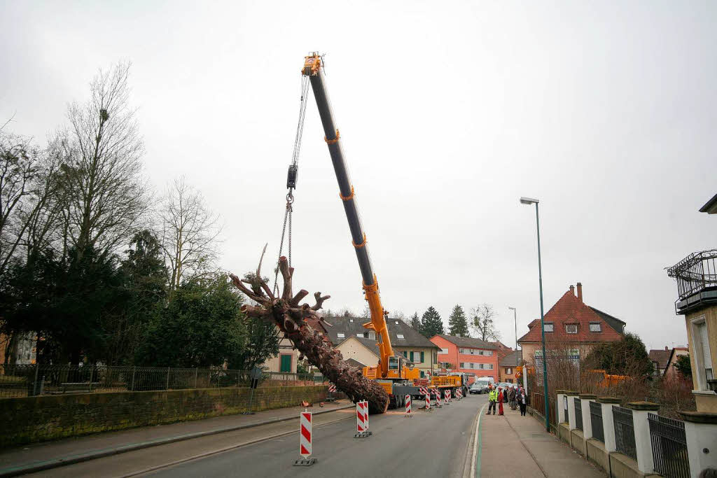 32,5 Tonnen wog der Mammutbaum bei einer Lnge von 23 Metern.