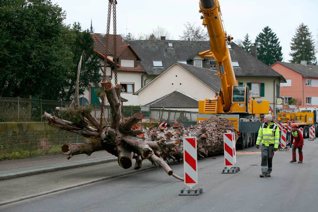 32,5 Tonnen wog der Mammutbaum bei einer Lnge von 23 Metern.