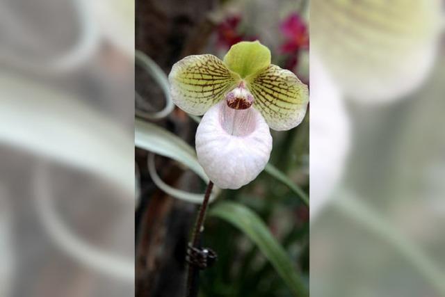 Orchideenschau im Park