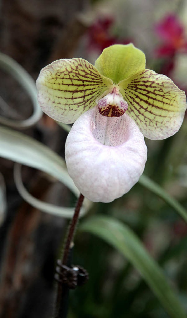 Oft sanft in der Farbe, erfreuen   Orchideen die Augen und ffnen die Herzen.   | Foto: christoph breithaupt