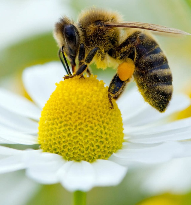 Bienen haben im Vorjahr gut fr die Imker gearbeitet.  | Foto: DPA