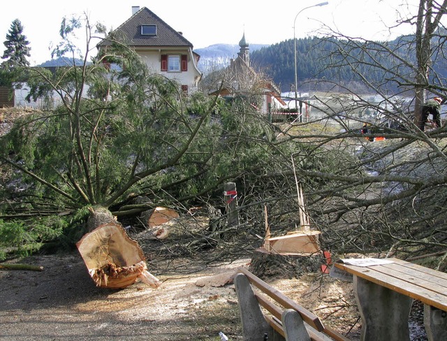 Gefallen sind sie &#8211; die Douglasi... am Bahnhof Mnstertal gesetzt wurden.  | Foto: Manfred Lange