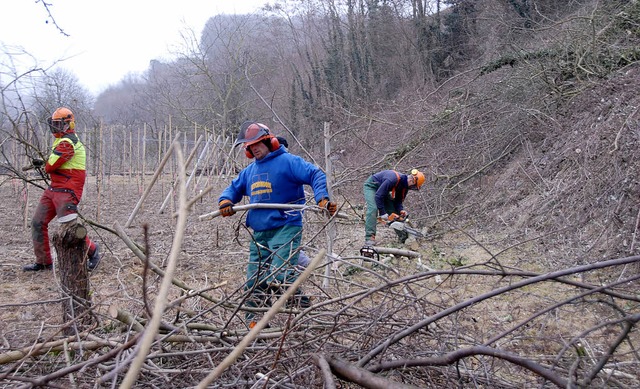 Mit Motorsgen und Astscheren gegen de...Bschungspflegeaktion am Kaiserstuhl.   | Foto: Roland Vitt