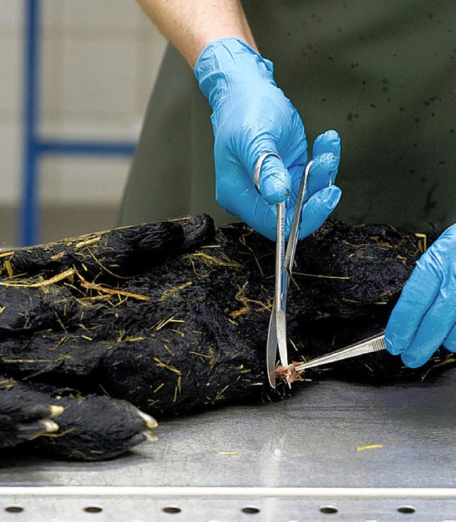 Ein Pathologe entnimmt  in einem Labor... deformierten Schafsftus eine Probe.   | Foto: dapd