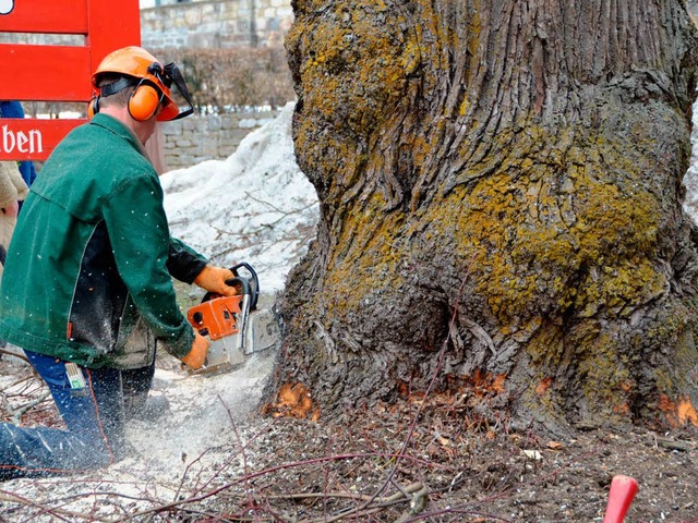 Mitarbeiter des Bauhofs fllten die mchtigen Bume im Martinsgarten.  | Foto: Juliane Khnemund