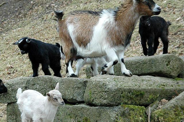 Neun kleine Zicklein im Waldkircher Zoo