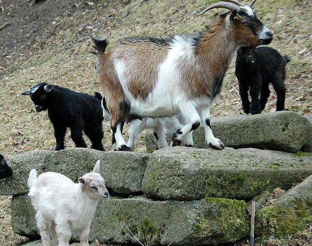 Ab heute knnen sie besucht werden: Ziegen im Zoo.  | Foto: Hubert Bleyer