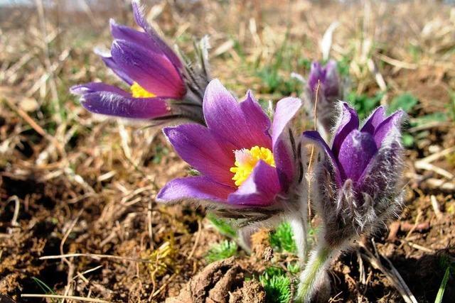 Naturzentrum Kaiserstuhl stellt neues Programm vor