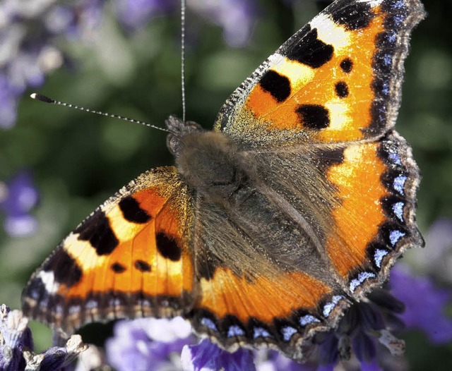 Der Schmetterling mit den netten Namen...sten warmen Frhlingstagen zu sehen.    | Foto: DPA/FREUDIG