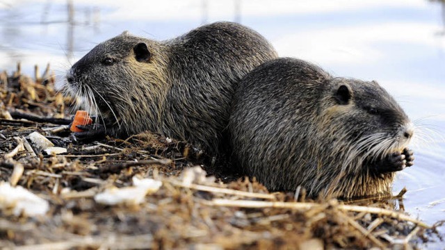 Ein Nutria-Doppel am Ufer des Moosweihers beim vegetarischen Abendessen.  | Foto: Ingo Schneider