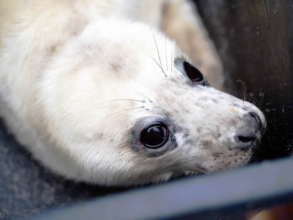Zu süß: ein Heuler mit Kugelaugen Zu süß: ein Heuler mit Kugelaugen