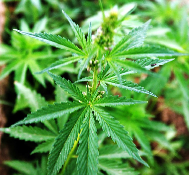 Cannabispflanze: Aus ihrem Harz wird Haschisch.  | Foto: AFP