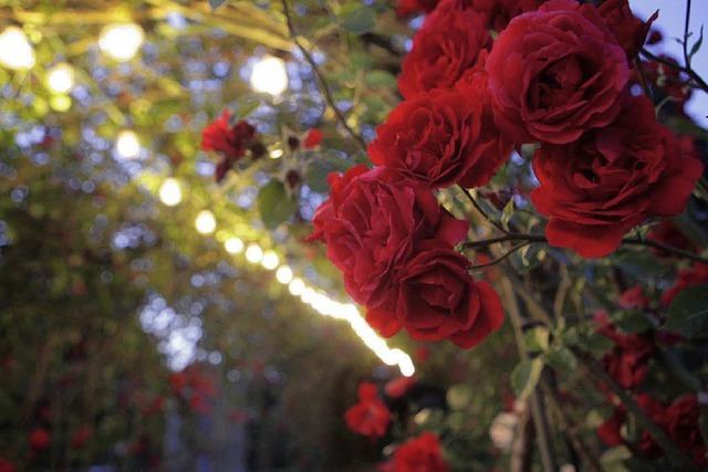 Werbegemeinschaft wird bei der Rosenwoche sparen